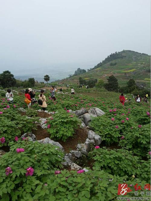 3月27日,阳光正好,花开富贵,常宁市大义山中西岭镇五门牡丹绽放争艳