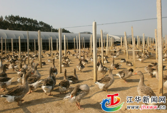 养鹅致富(图)