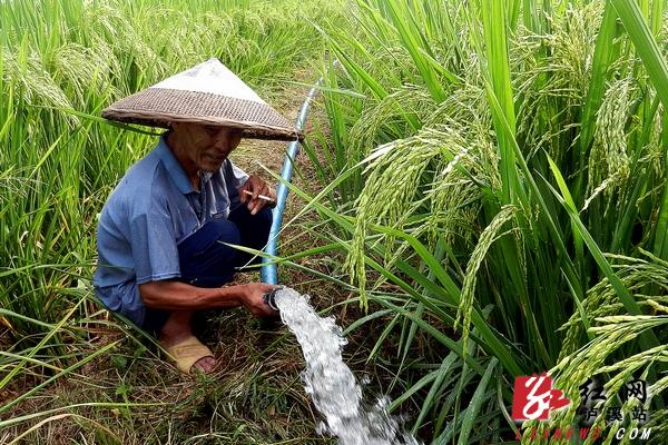 8月12日,达岚镇达岚坪社区4组农民李诗民正在抽水抗旱保水稻收成.