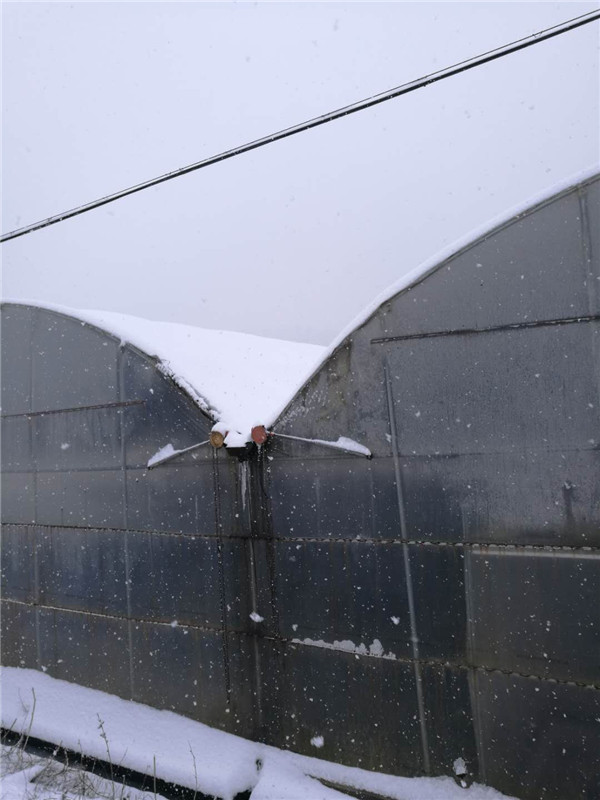 市烟办:抗击冰雪保烟叶育苗