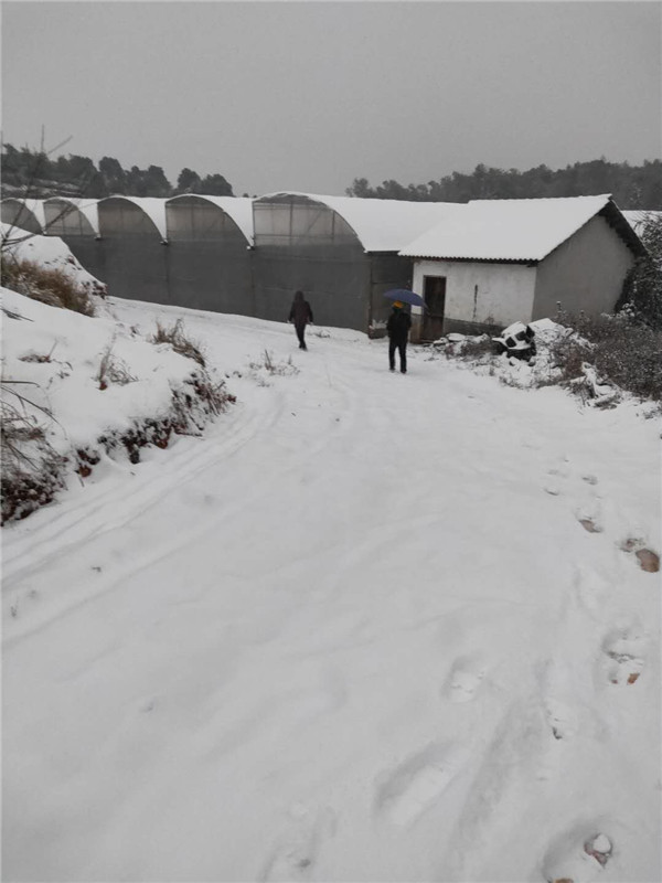 喻家坳乡:紧急部署，抗雪防冻保平安
