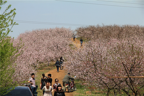 夹山桃花山花团锦簇成春游热地