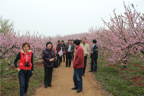 夹山桃花山花团锦簇成春游热地