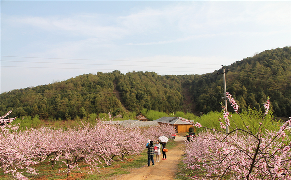 夹山桃花山花团锦簇成春游热地