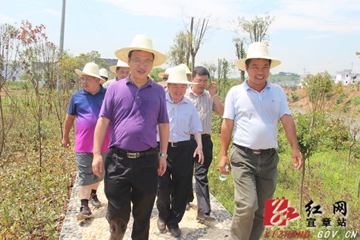 图为湘阴渡镇街道一角图为湘阴渡镇松柏村一角图为湘阴渡镇堡口村绿化