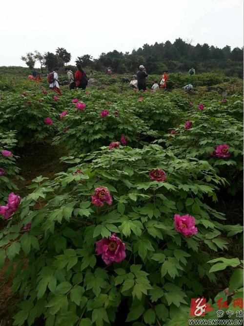 常宁西岭牡丹花地址图片