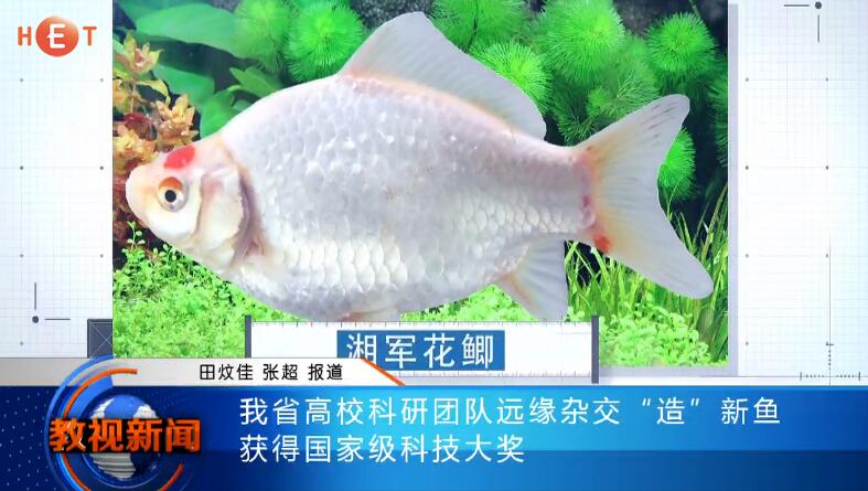 我省高校科研团队远缘杂交“造”新鱼 获得国家级科技大奖