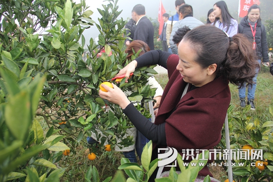 京东湖南省首块冰糖橙直采基地揭牌