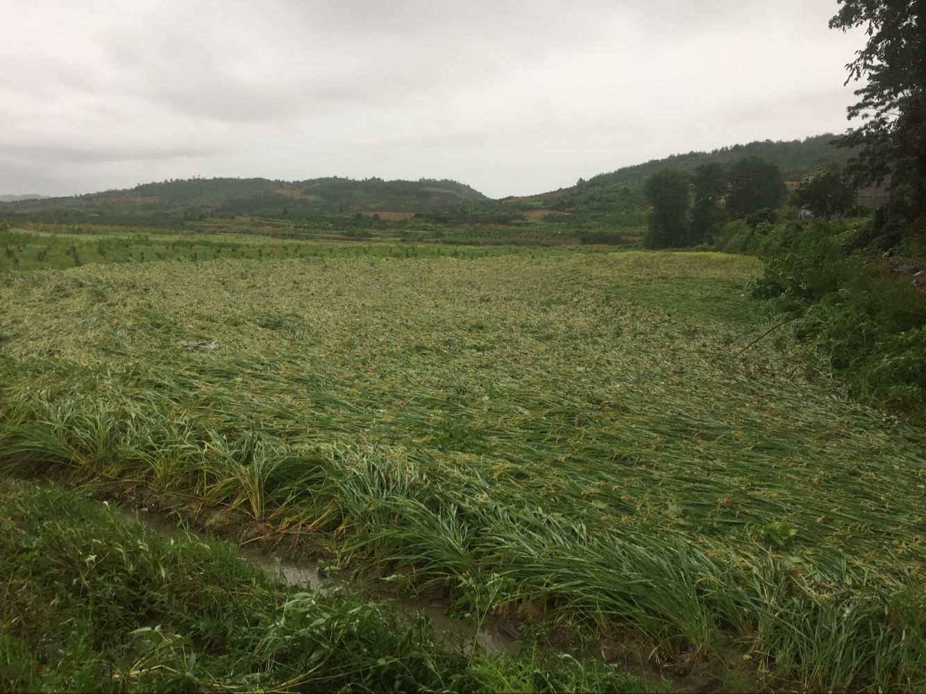 区农业委：受龙卷风和暴雨灾害影响 水稻受灾严重