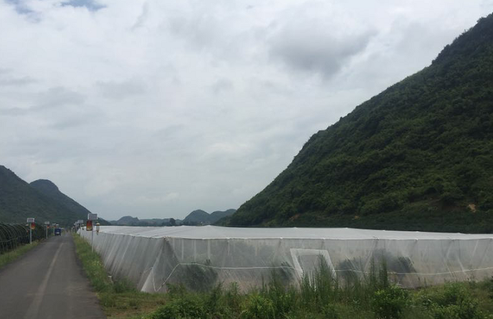 区农业委：回龙圩柑桔住进了“新房”