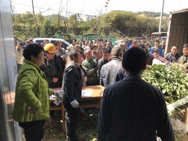 永州回龙圩：巧用“三板斧”防治黄龙病