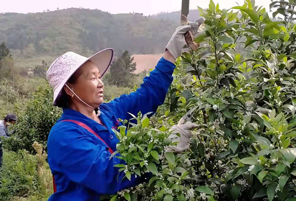 回龙圩:柑橘修剪服务 拓宽增收渠道