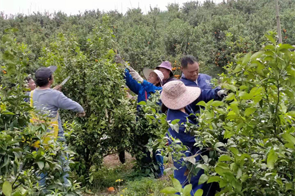 回龙圩:柑橘修剪服务 拓宽增收渠道