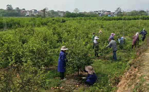 回龙圩：柑橘修剪服务 拓宽增收渠道