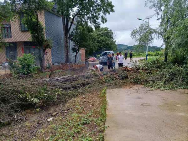 我为群众办实事｜回龙圩镇：大树倒在路中间  干群合力保安全