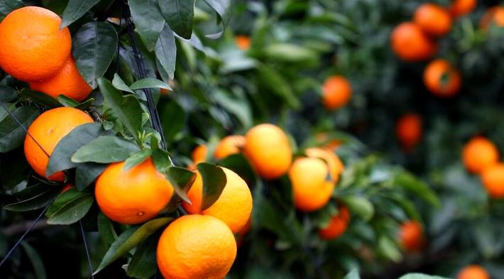 副县长黎氢为沃柑代言