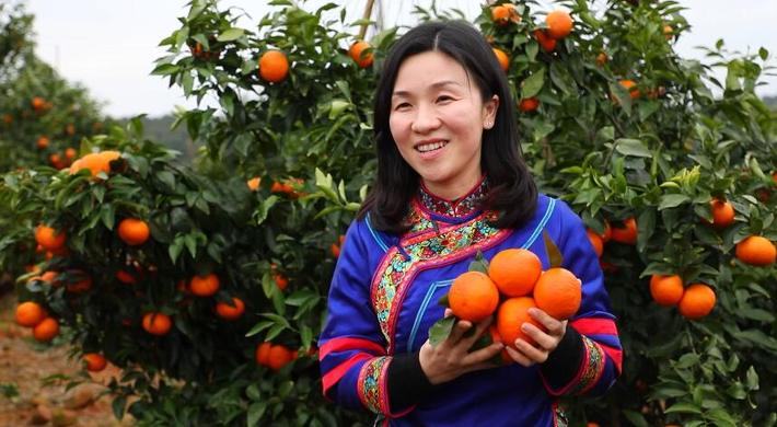 副县长黎氢为沃柑代言