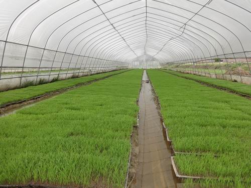 图为高平镇永成农机服务专业合作社的育秧大棚里，嫩绿的秧苗长势喜人.JPG