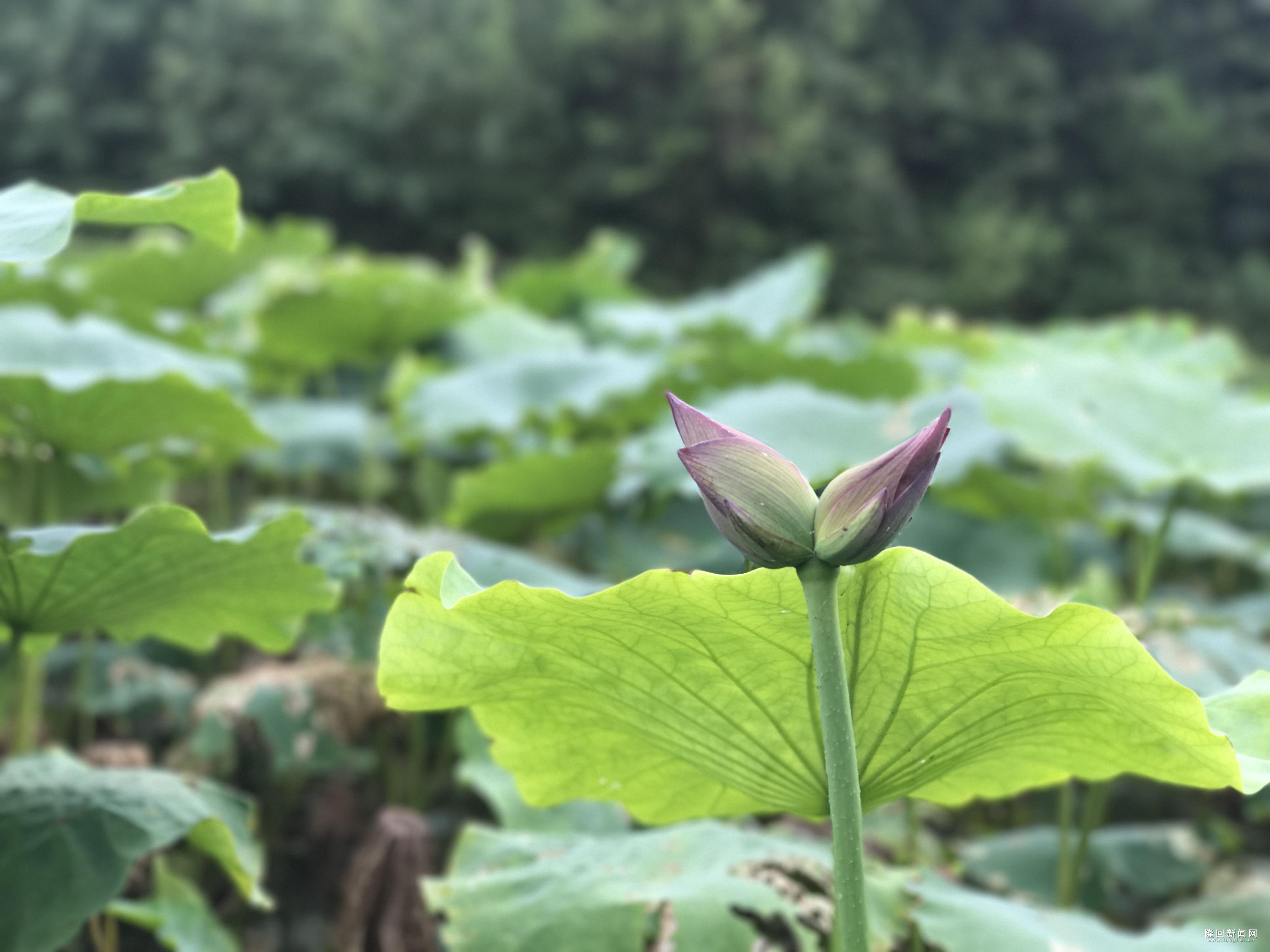 并蒂莲花开高海拔荷园 奉勇 摄.JPG