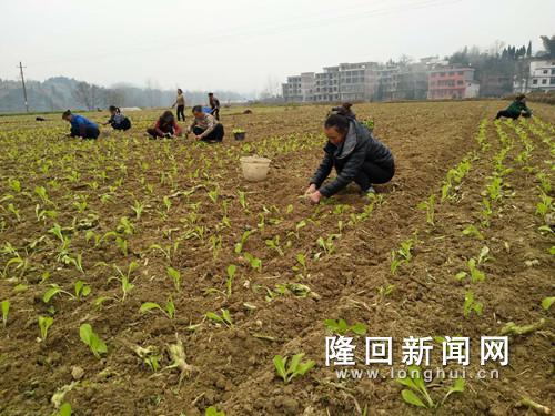 图为龙富村村民在蔬菜基地移栽种苗.jpg