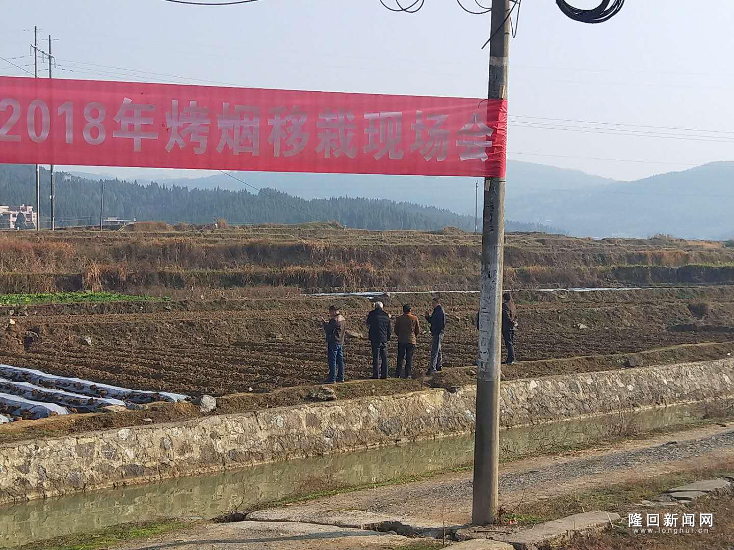 荷香桥镇烤烟移栽现场会.JPG