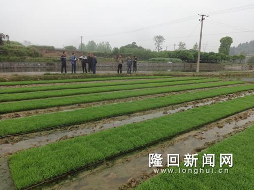 图为南岳庙镇种粮大户彭先军的早稻秧苗长势良好.JPG