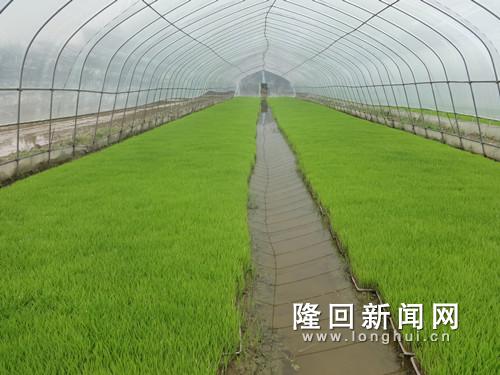 图为六都寨丁山旭谷农机服务专业合作社的育秧大棚秧苗长势良好.JPG