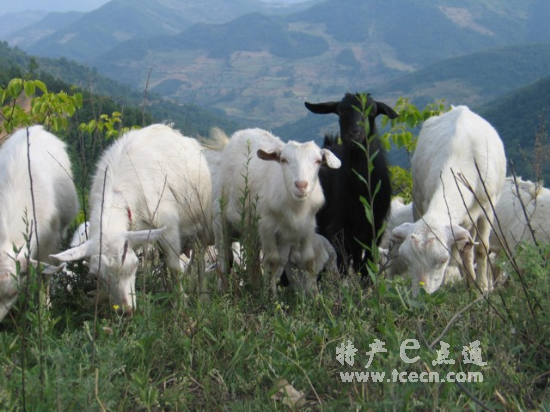 石门特产-马头山羊图