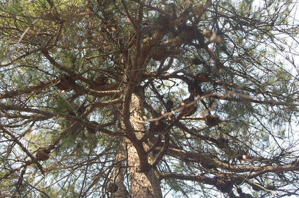 奇观石门白云山一棵百年老松树长出数十个大瘤