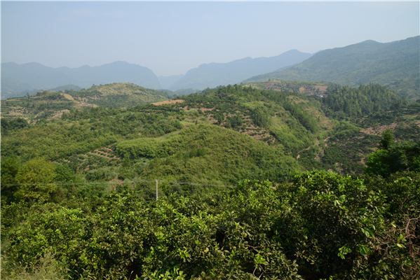 董岚指导农业产业抗旱        8月14日,县委书记董岚深入皂市镇