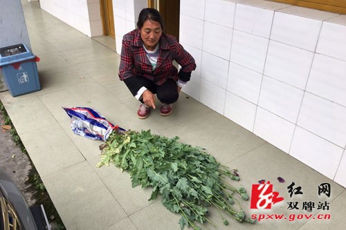 轻信游医种罂粟 糊涂村妇被处罚