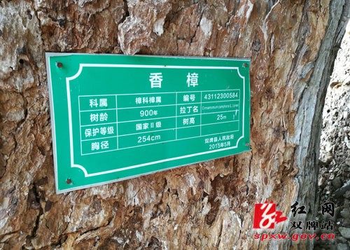 我县一千年古樟树拍出19.1万元的惊人天价