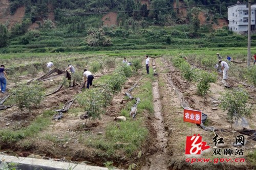 我县因地制宜抓好农业救灾补损工作