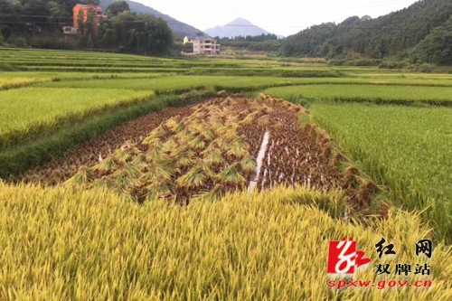 “双抢”生活续感