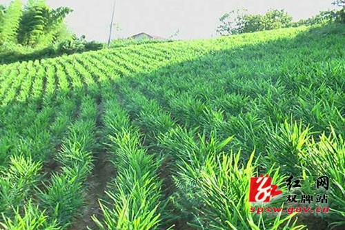 虎爪姜成为农民脱贫的“摇钱树”