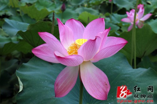 这个周末,去廖家村赴一场花的盛宴