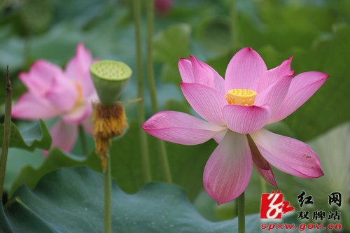 这个周末,去廖家村赴一场花的盛宴