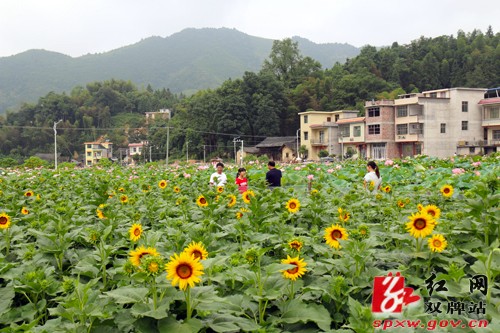 这个周末,去廖家村赴一场花的盛宴