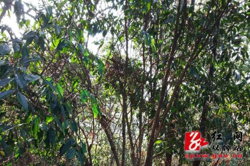 我县发现200年以上小乔木型野生茶叶树