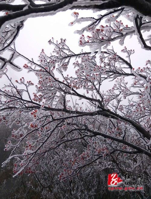 阳明山迎来今冬第一场“雾凇”
