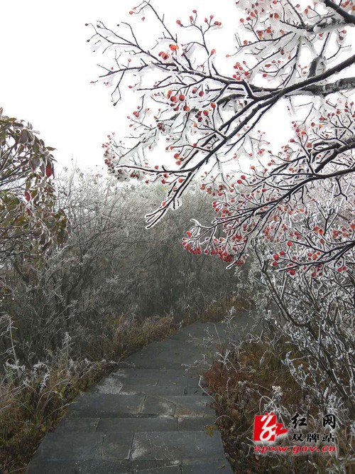 阳明山迎来今冬第一场“雾凇”