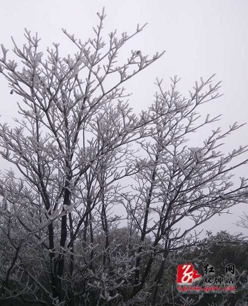 阳明山迎来今冬第一场“雾凇”