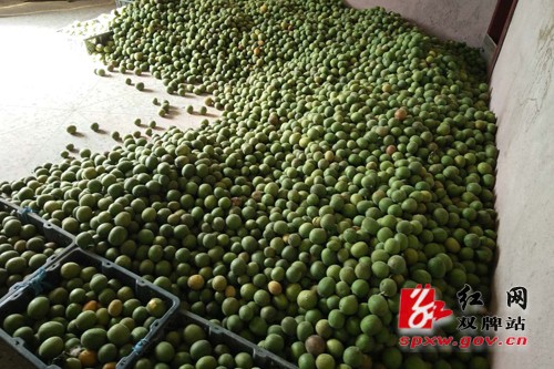 双牌县扶贫产业罗汉果喜获丰收