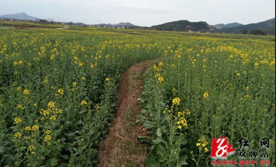 双牌县扎实推进乡村振兴,全力发展休闲观光农业