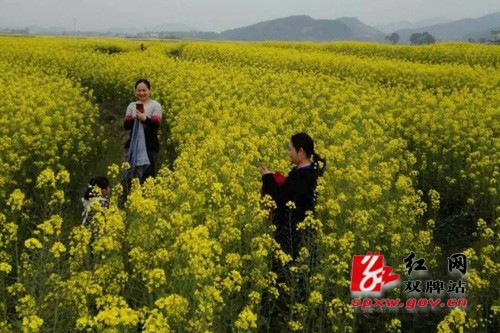双牌:千亩油菜花盛开 只等你来嗨