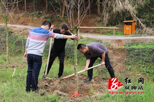 开展义务植树活动 为双牌增添新绿