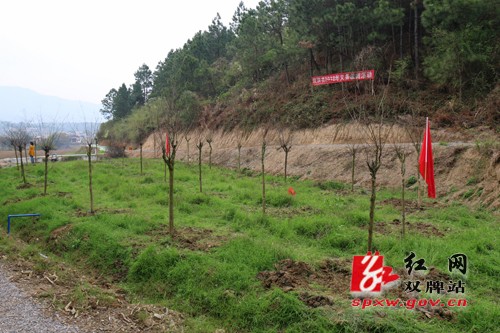 开展义务植树活动 为双牌增添新绿