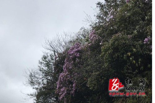 何家洞镇高山野生杜鹃花竞相绽放