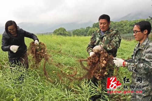 双牌护鸟队开展“清网行动”
