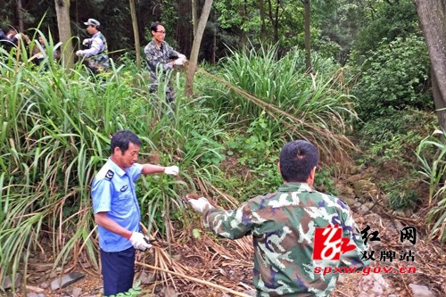 双牌护鸟队开展“清网行动”